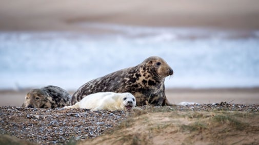A seal cow and pup on the beach at Blakeney Point in Norfolk